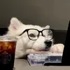 kimngankenzy