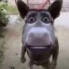 bohdan_____1