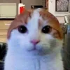 dokutahdeptrai