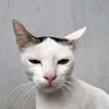 michicomel