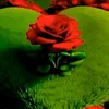shahnaz_shahnaz