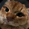 linnah_snts