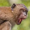 monkeyoooahhhahh