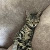 obsessivefigure