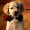 puppydoglover2877