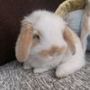 bunnylof