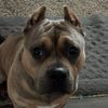 dogmomma841