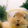 floowli1