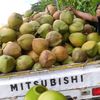 mas.all.putra.kelapa