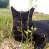 cats_in_the_grass