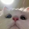 supynz