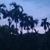 teolyly