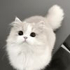 _lovecat_2