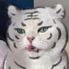 jabdvwjiedv