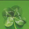 kacpergreen