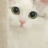 mvmmh7
