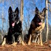 k9_arras_and_aya