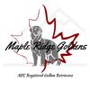 maple.ridge.goldens