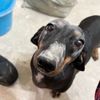 love_dog001