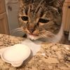 currentlyatmycatshouse