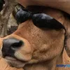 galorysdiego60fps