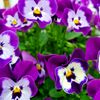 iloveflowers69