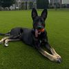 brewertheshepherd