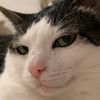 catosus