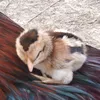 nhutkhoa4tg3