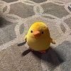 rahil_rizkina