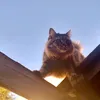 rezendefanofcats