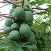 doisonggiathuy.9