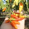 chilligardenn