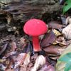 red_kor
