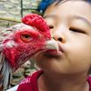 dent_jaya_farm07