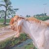 panuhan.goat.farm
