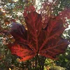 amethyst.leaf