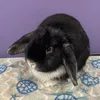 sprout_the_bun