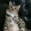 lulusikucinglucu
