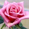 thesecret_queen