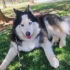 bjornhuskycatarroja