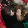 petmys