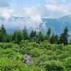wejedan