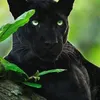 jarbasbarbosa835