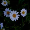skystar1.1