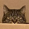 love_cats_cookie
