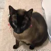 filipaantonella