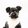 Akitas237