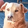 Bili 🐶 Estrela Pet