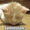 meowmeowmeow888999